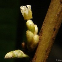 Agrostistachys indica Dalzell